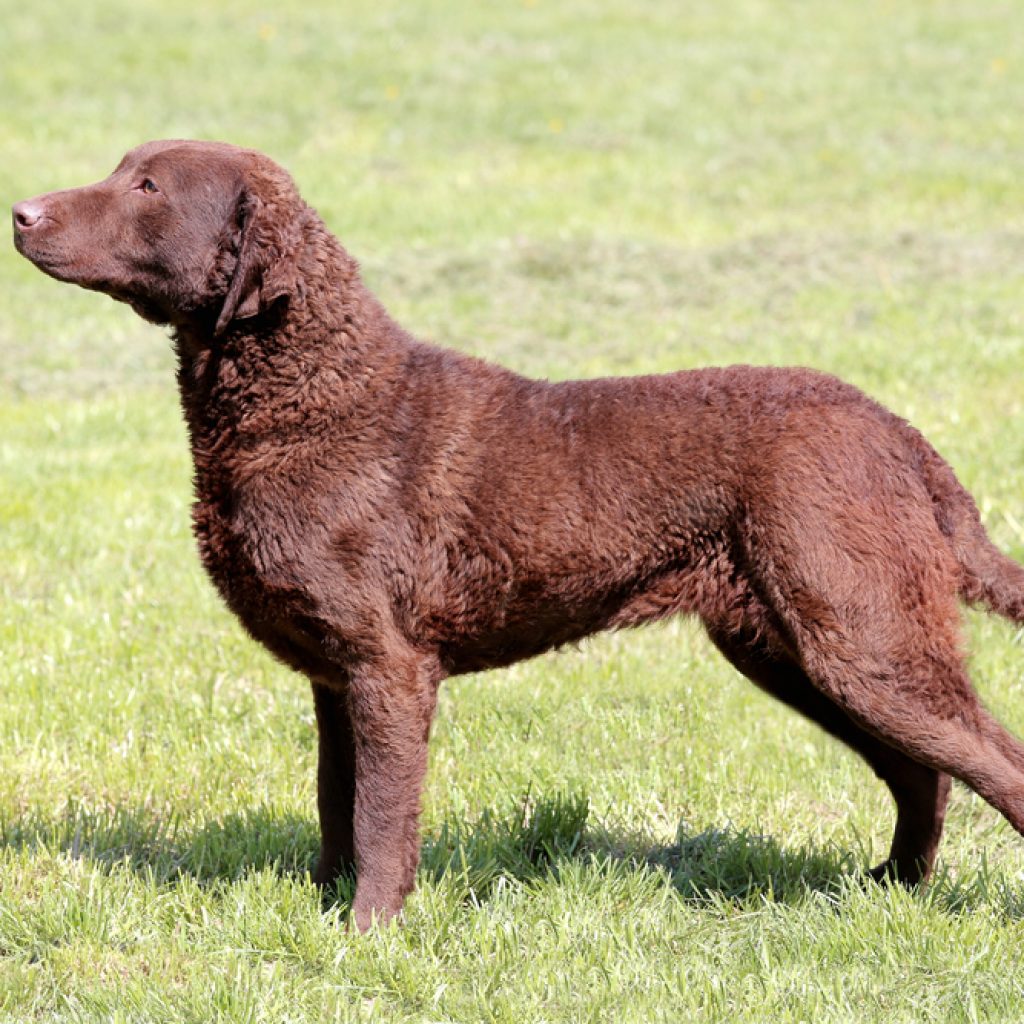 Chesapeake Bay Retriever 