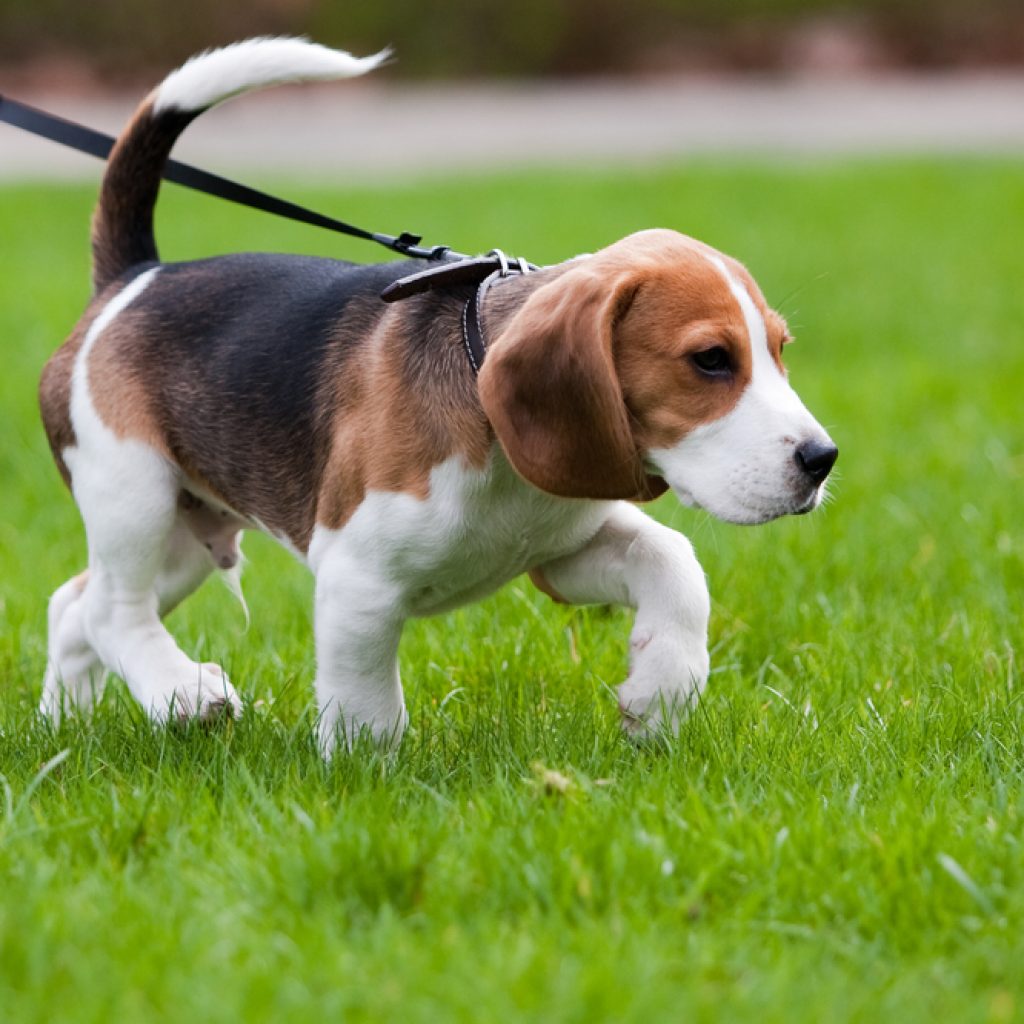 beagle