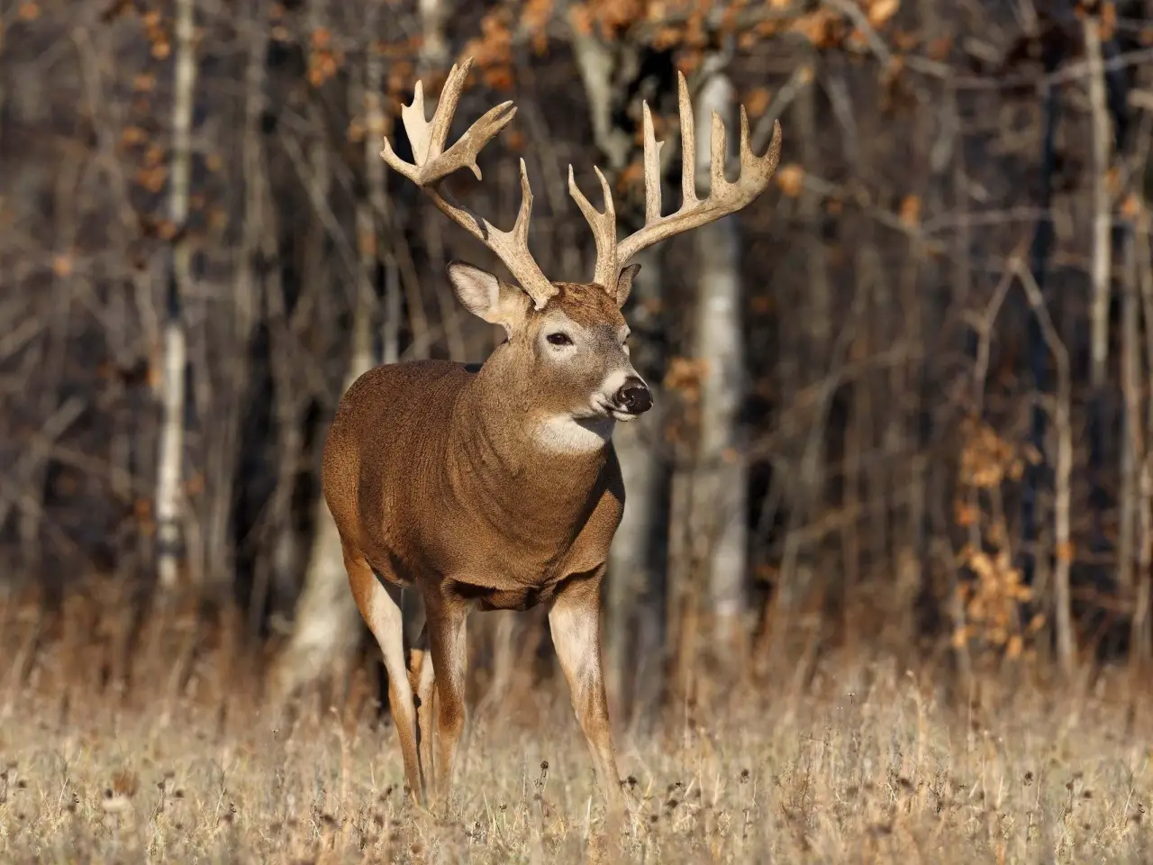deer-hunting