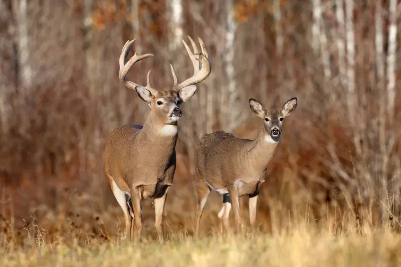 deer-hunting1