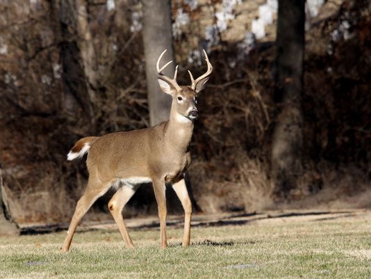 deer-hunting2
