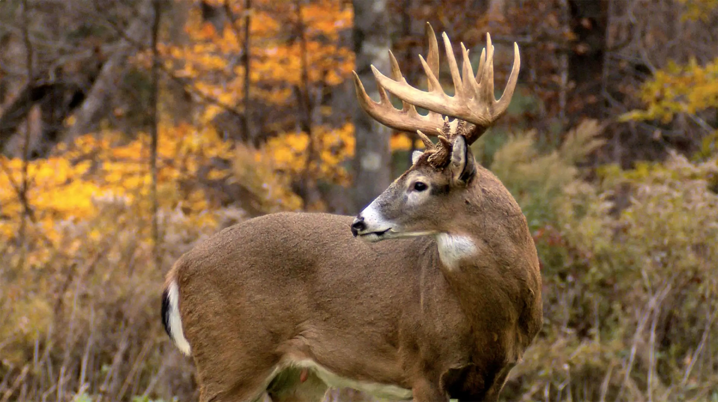 deer-hunting3