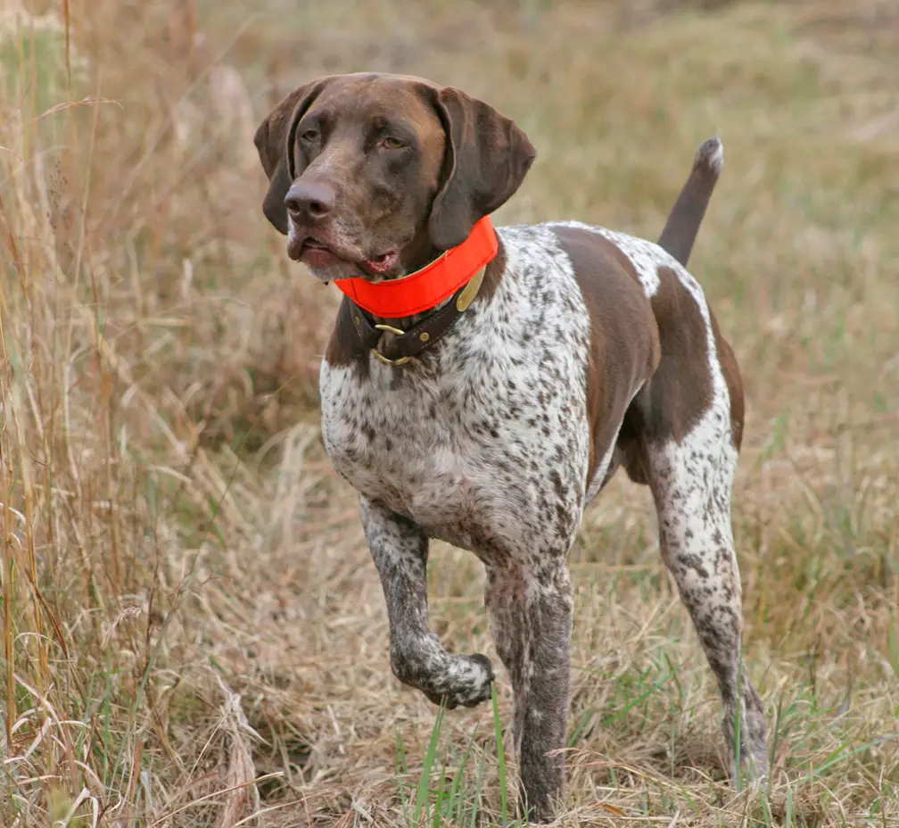 List 92+ Pictures images of bird dogs Excellent