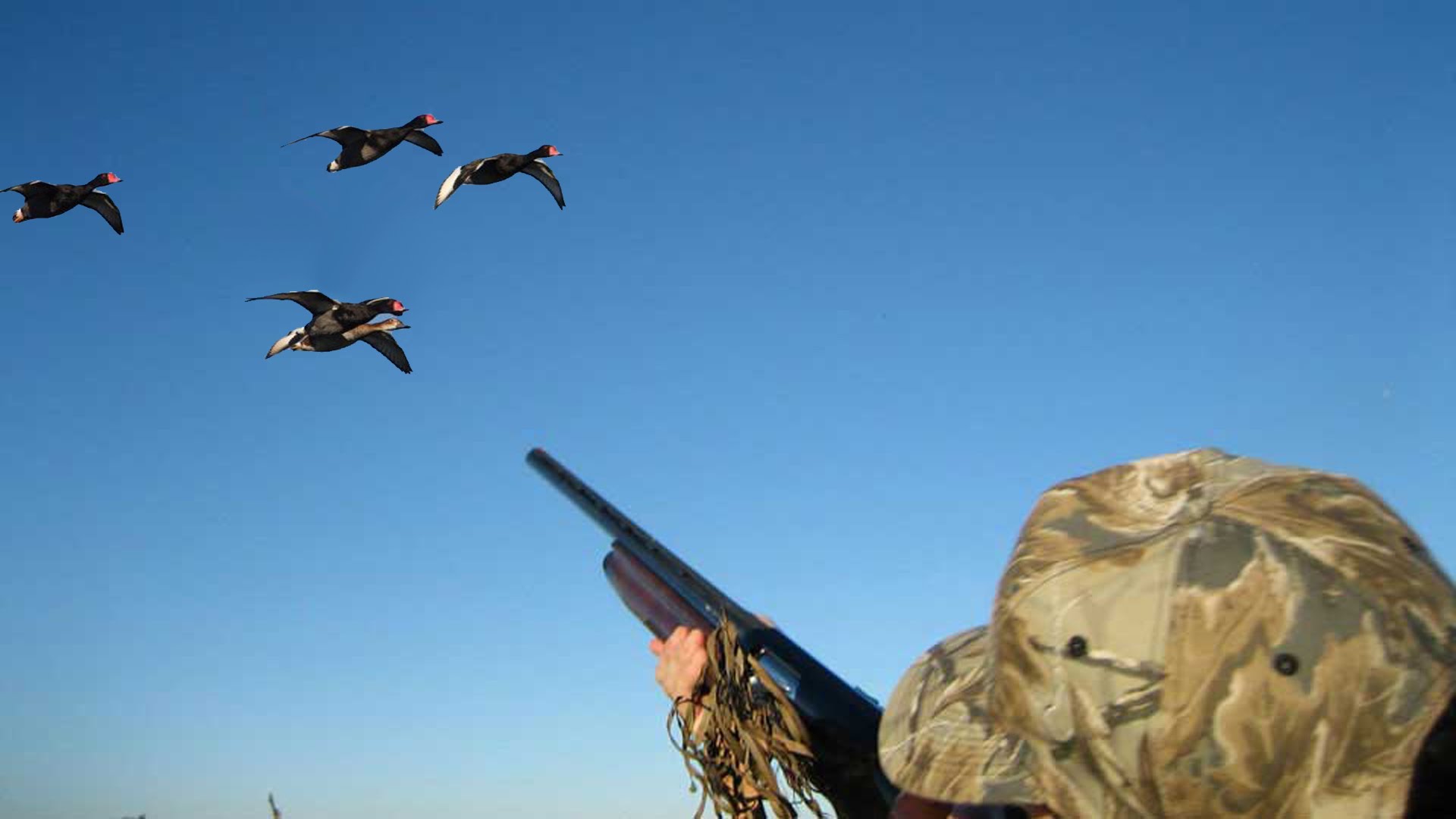 duck-hunting