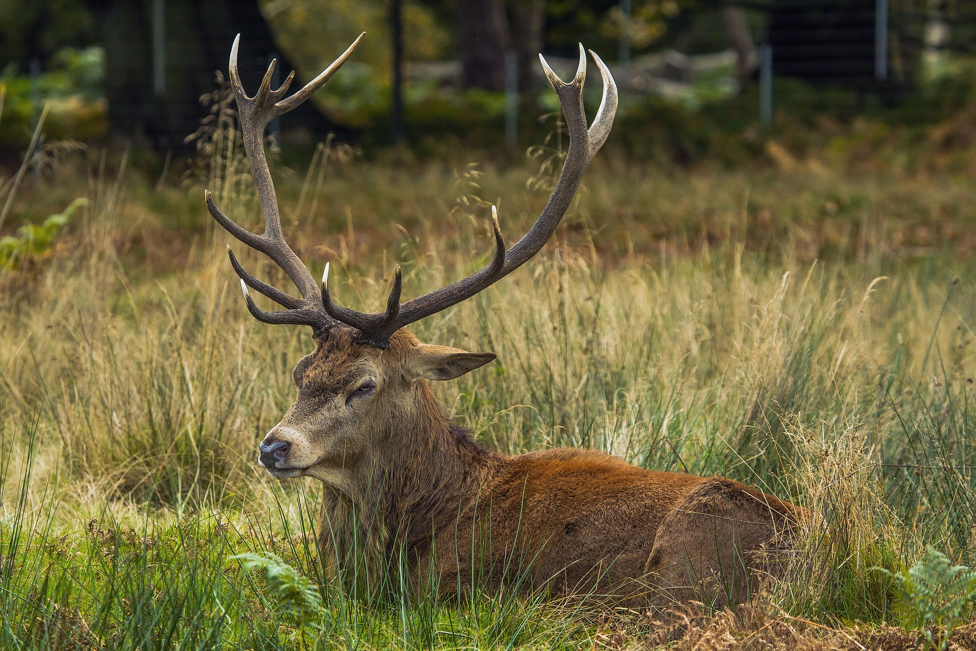 Deer Hunting Myths: 10 Myths About Blood Trailing Deer