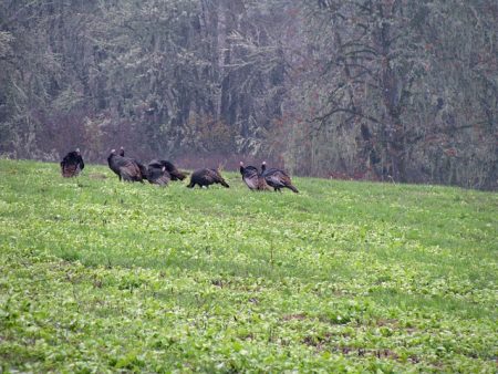 Turkey hunting is much harder than most people suspect, so if you think that simply walking out into the woods with a shotgun is going to guarantee you a successful hunt, you should find the information in this article to be very useful and informative.