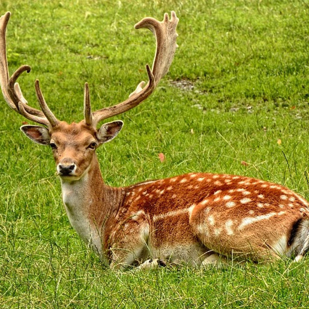 shed deer