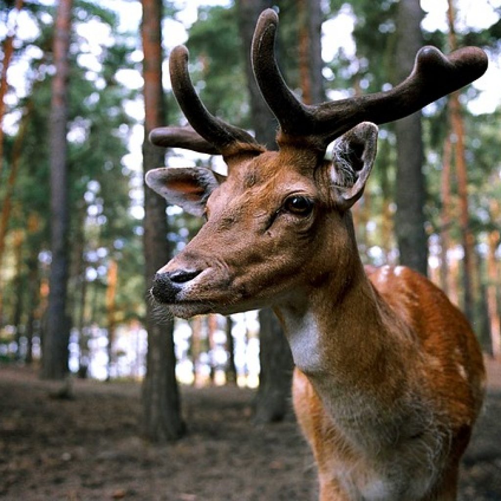 shed deer