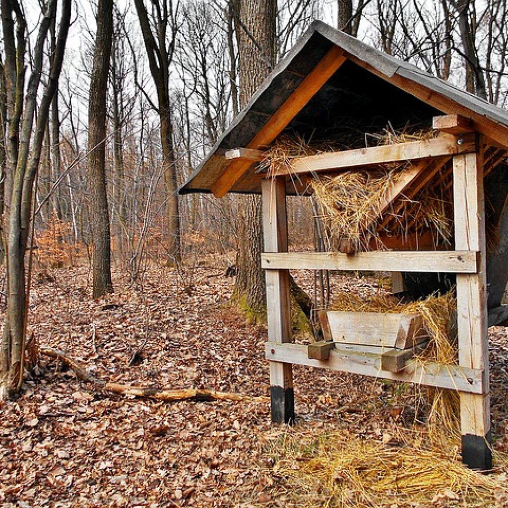 shed deer