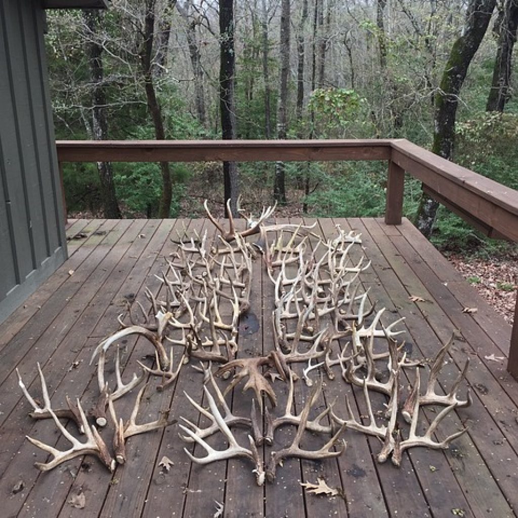 Shed hunting: Secrets of the Masters - TheGearHunt