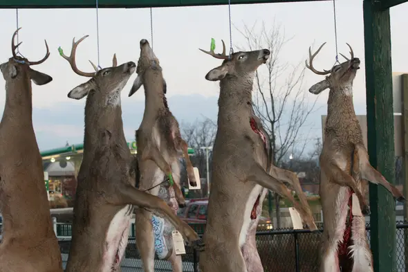 hanging the deer