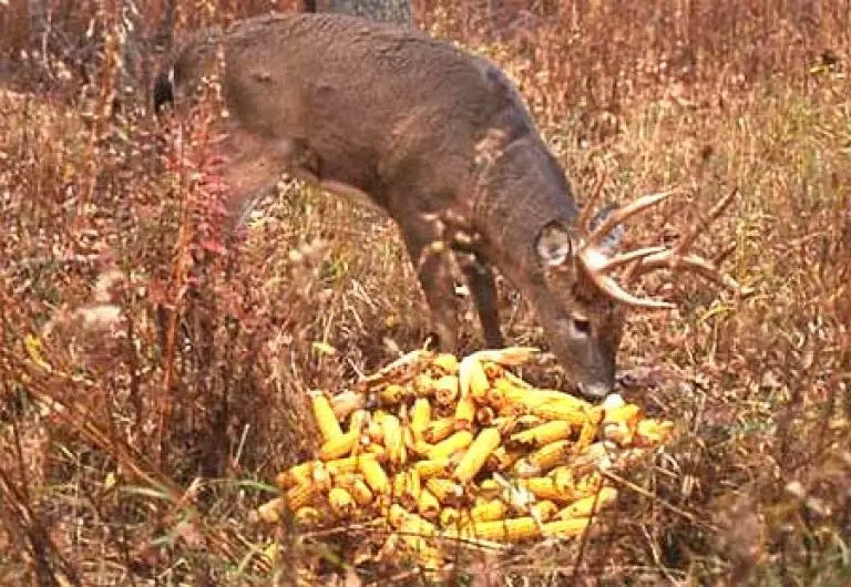 Baiting Deer The 5 Tips That Actually Work (Tried & Tested)⎮TheGearHunt