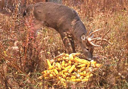 baiting deer with corn
