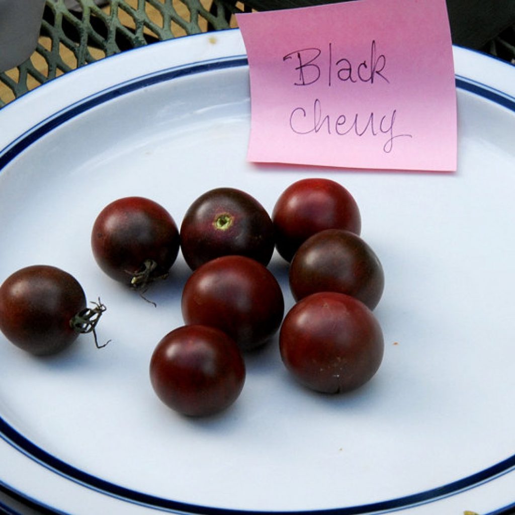 16 Poisonous Plants You Should Avoid TheGearHunt