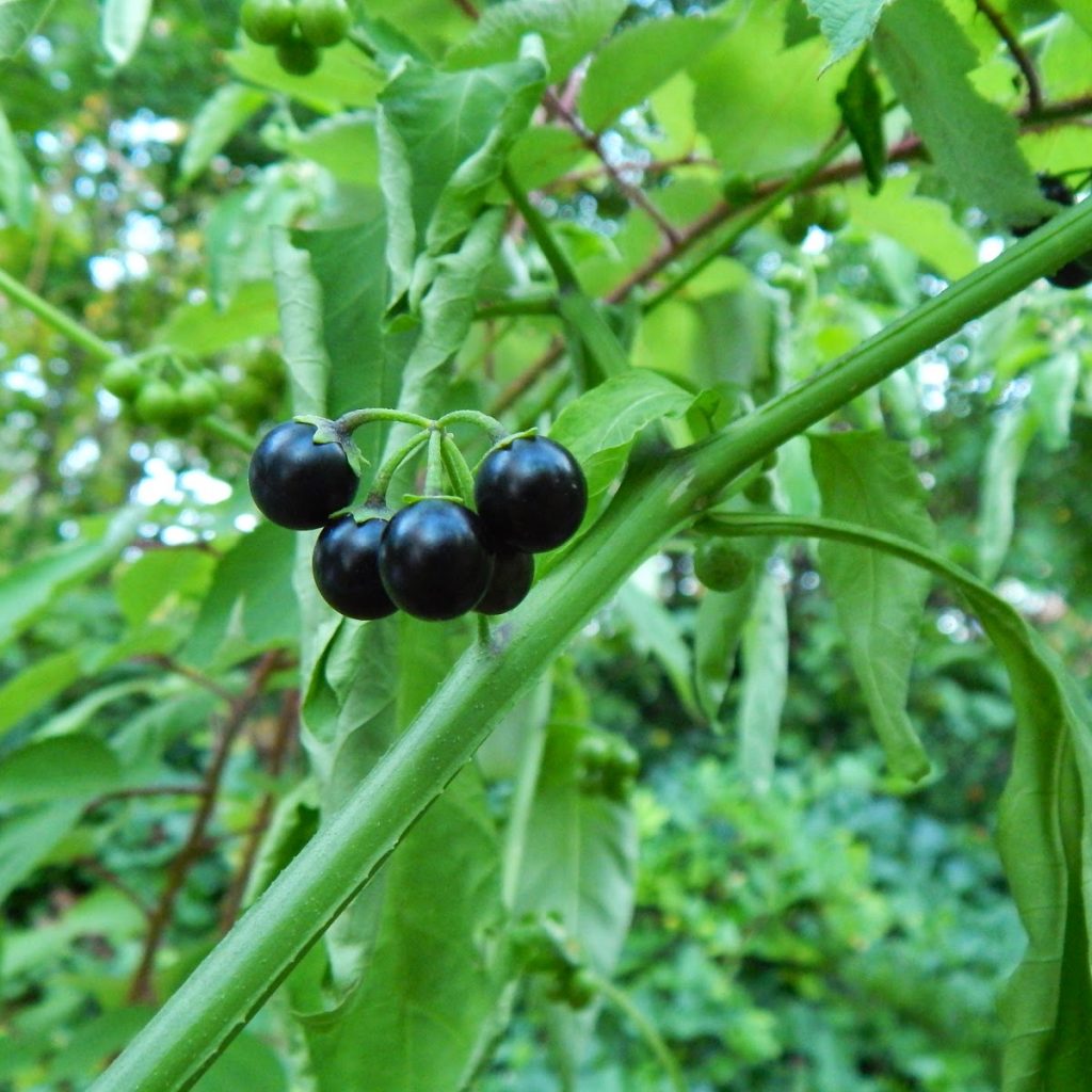 16-poisonous-plants-you-should-avoid-thegearhunt