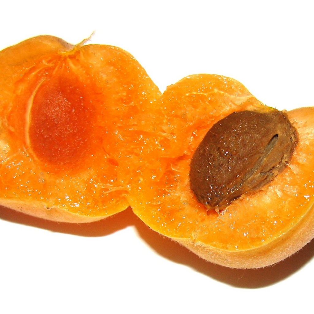 Косточка хурмы в разрезе