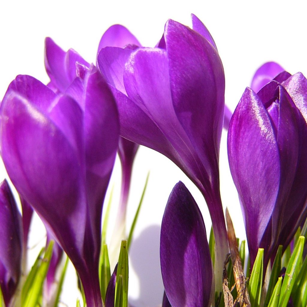 16 Poisonous Plants You Should Avoid TheGearHunt