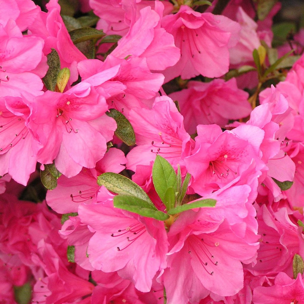 16 Poisonous Plants You Should Avoid TheGearHunt