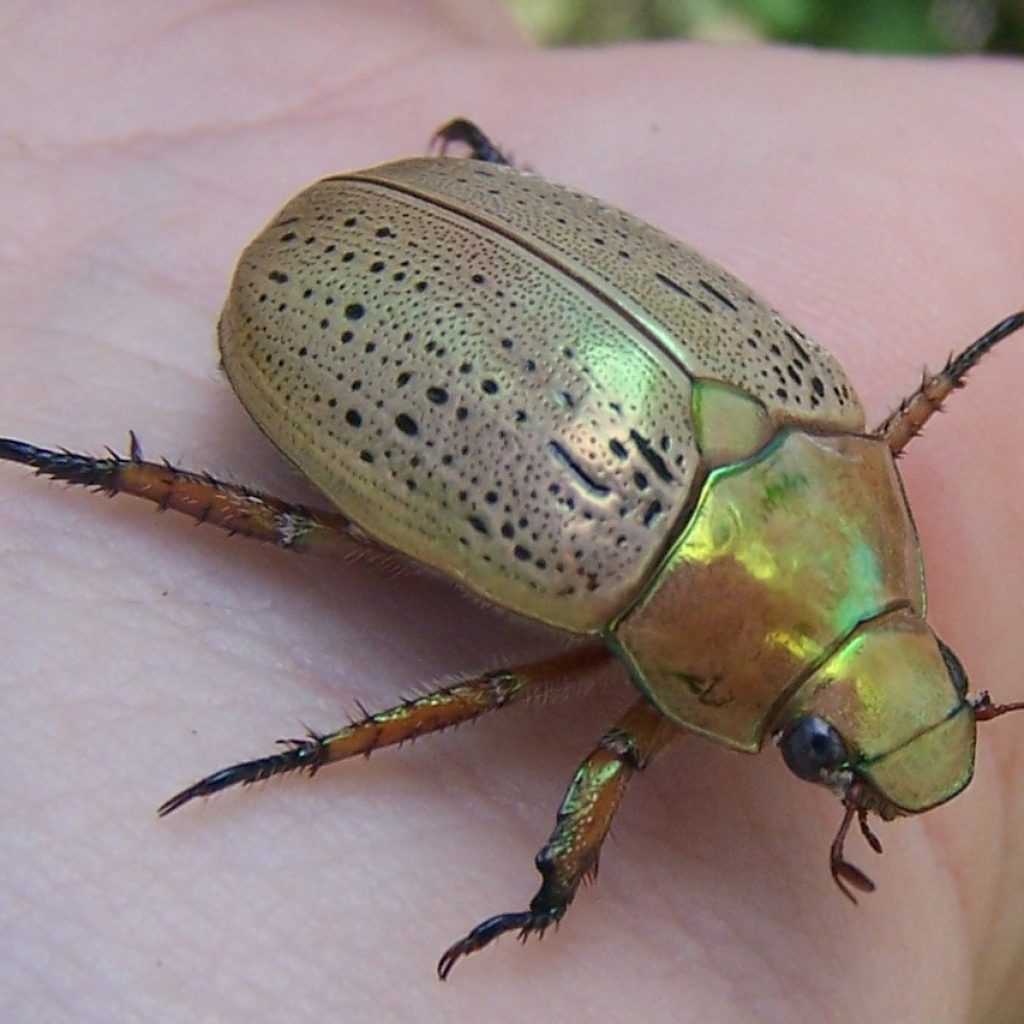 Survival Skills: A Complete Guide to Edible Insects - TheGearHunt