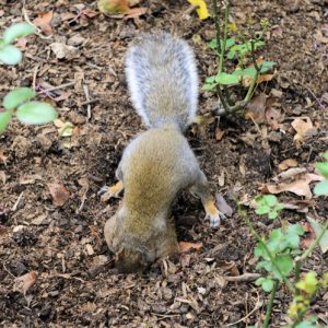 Squirrel Deterrent Ideas For Your Garden Thegearhunt