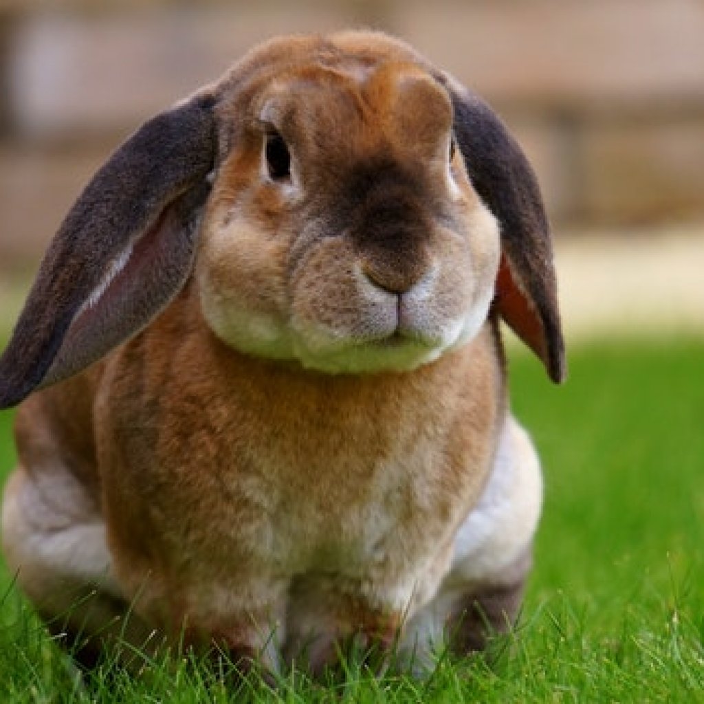 Rabbit Deterrent Ideas to Protect Your Garden - TheGearHunt