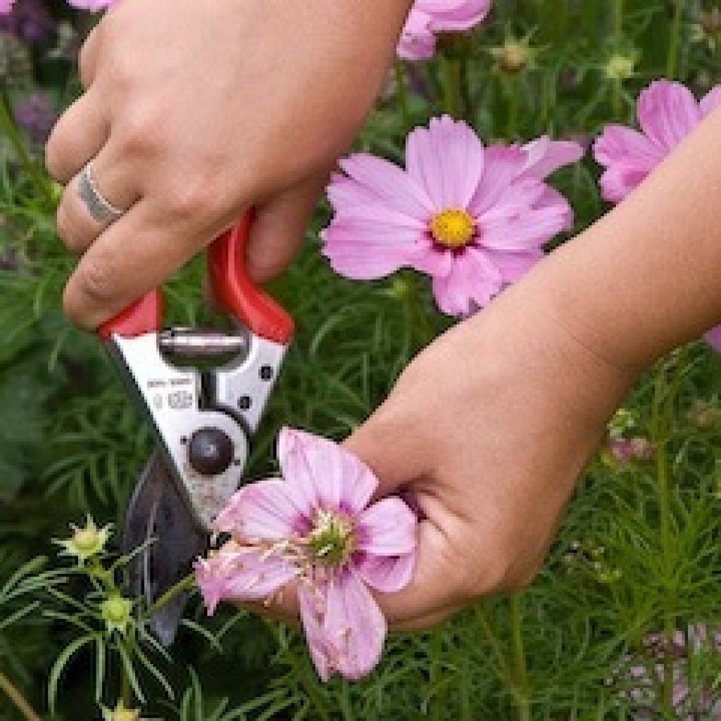 Deadheading Flowers & How to Increase Your Blooms TheGearHunt