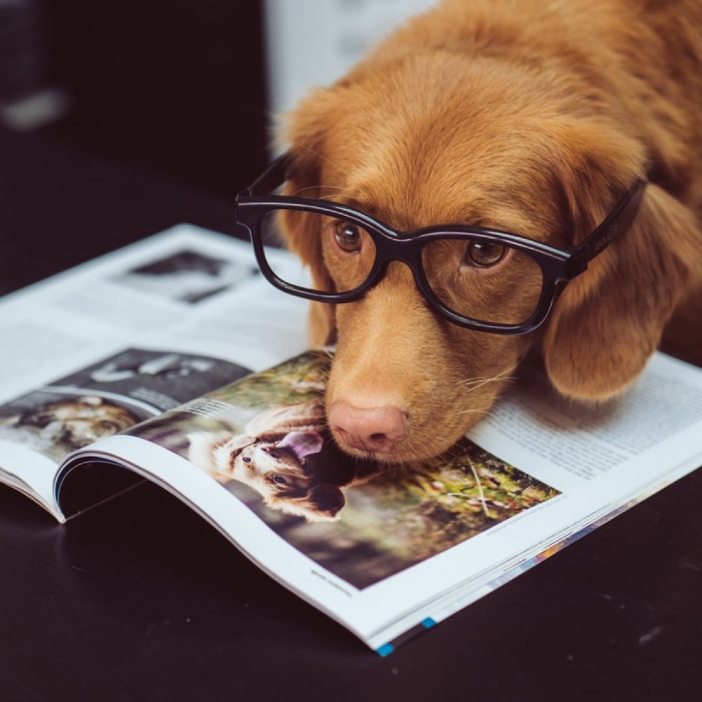 Dog-with-Glasses