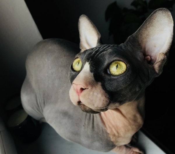 Hairless-Cat