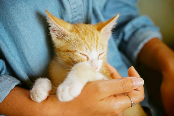 Human-Holding-Cat