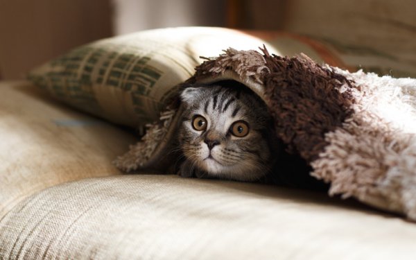 Kitty-in-a-Blanket