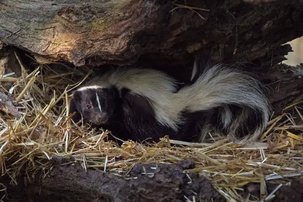 Skunk-Under-a-Log