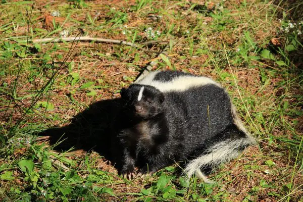 Skunk- in-Grass