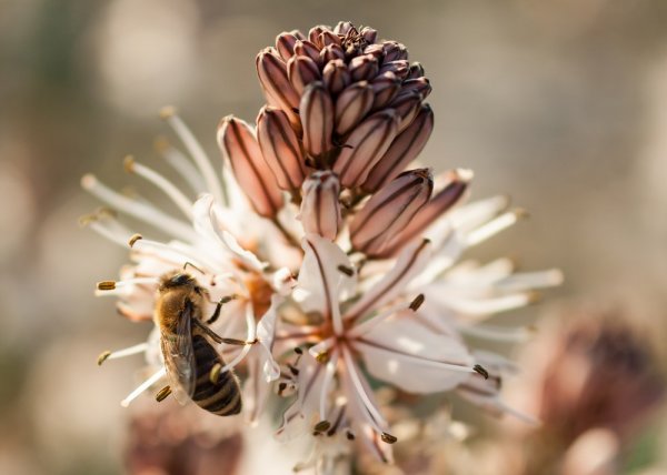 Wasp-on-Flower