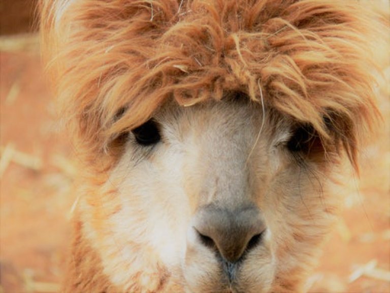Everything You Should Know About Having a Pet Llama TheGearHunt