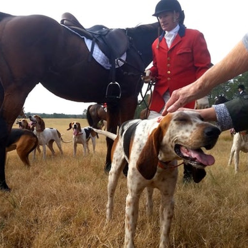 Hunting Dog Training 10 Tips for Training Your Puppy TheGearHunt