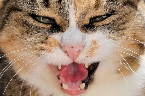 Angry-Cat