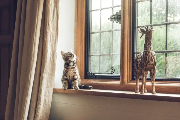 Cat-in-Window