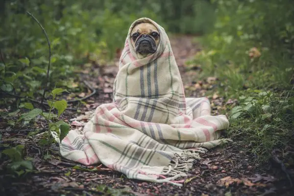 Dog- in-Blanket
