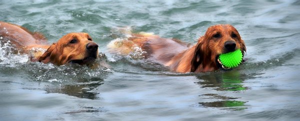 Dog's-Swimming