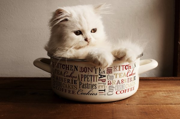 Kitty-in-a-Cup