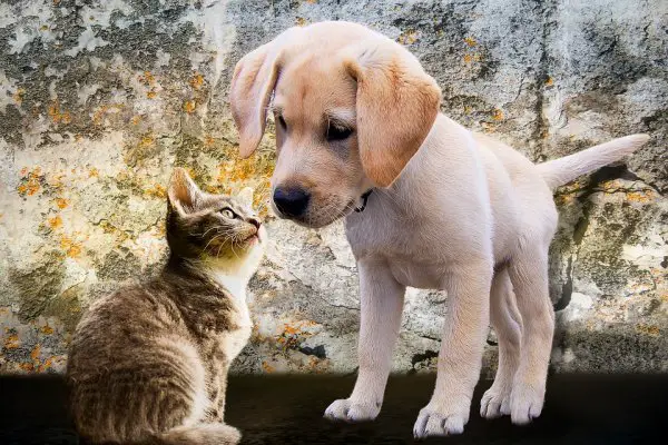 Puppy-and-Kitten