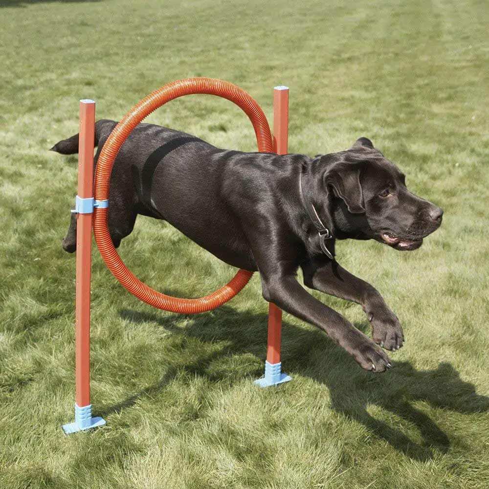 Best Dog Agility Equipment Reviewed & Rated for Quality - TheGearHunt