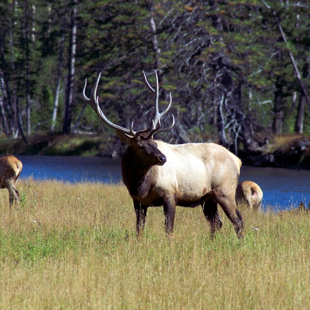 Bull-Elk