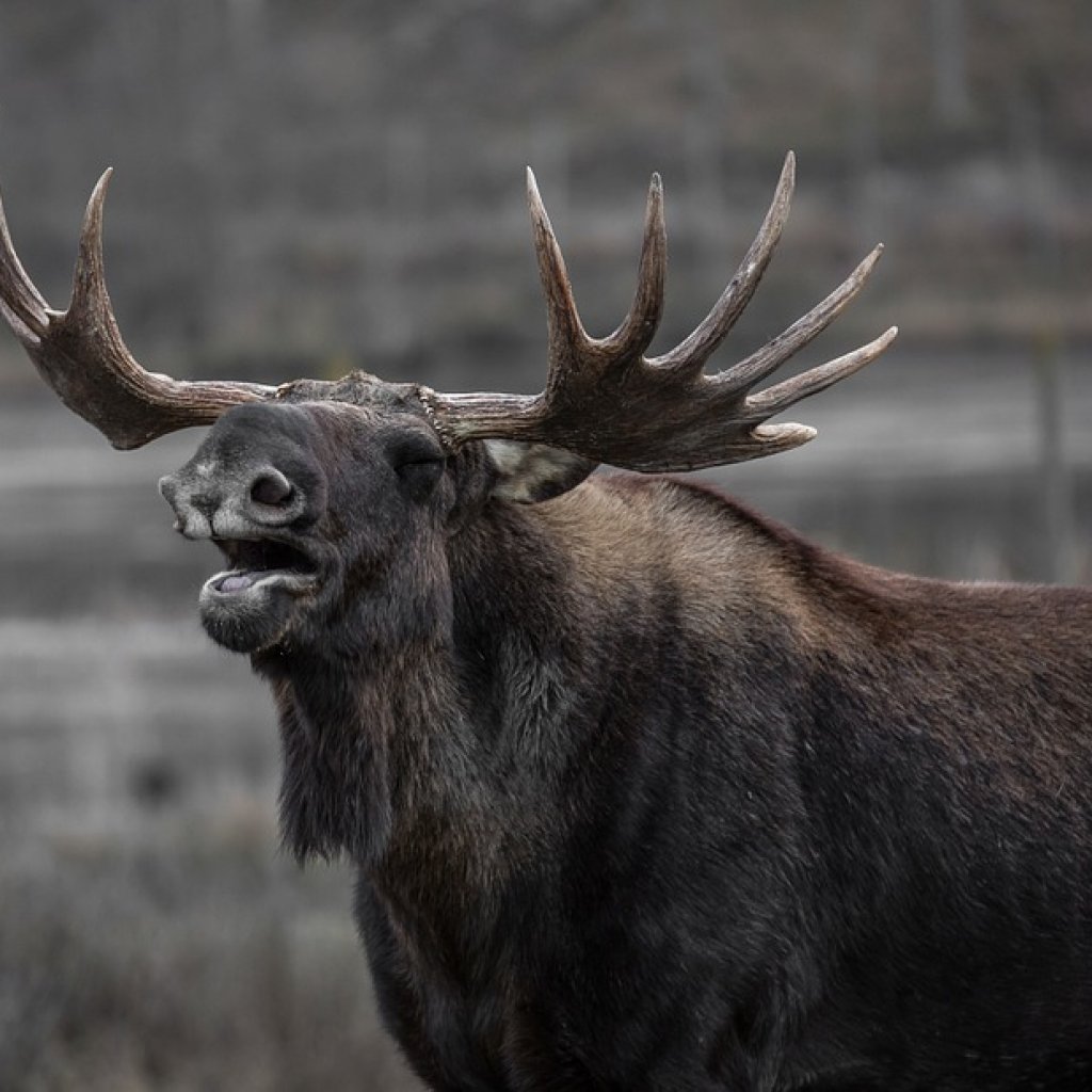 Bull-Elk