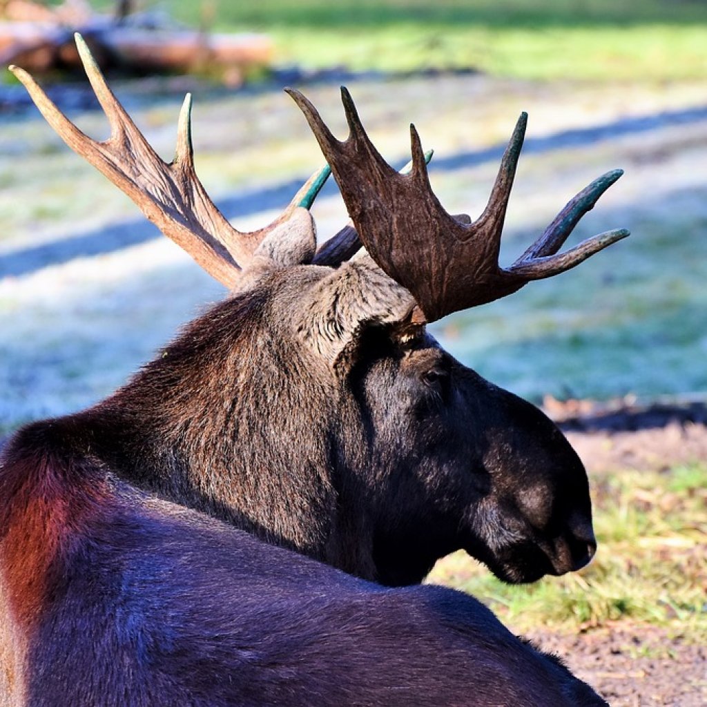 Elk