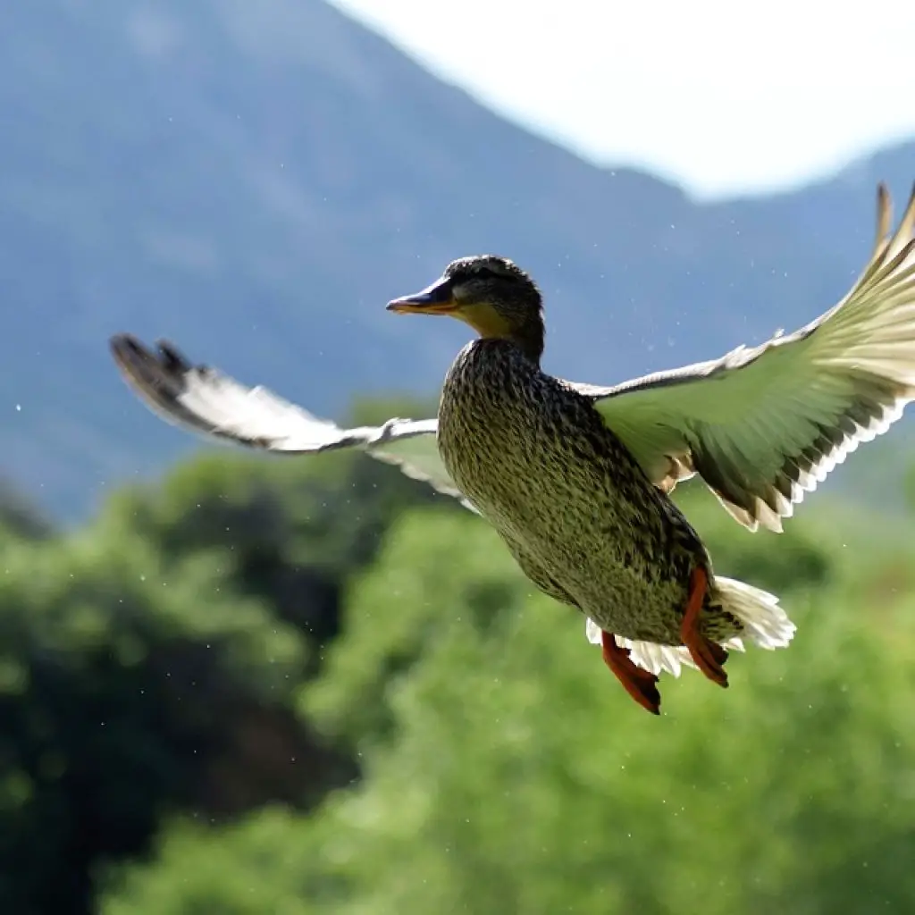 Flying-Duck