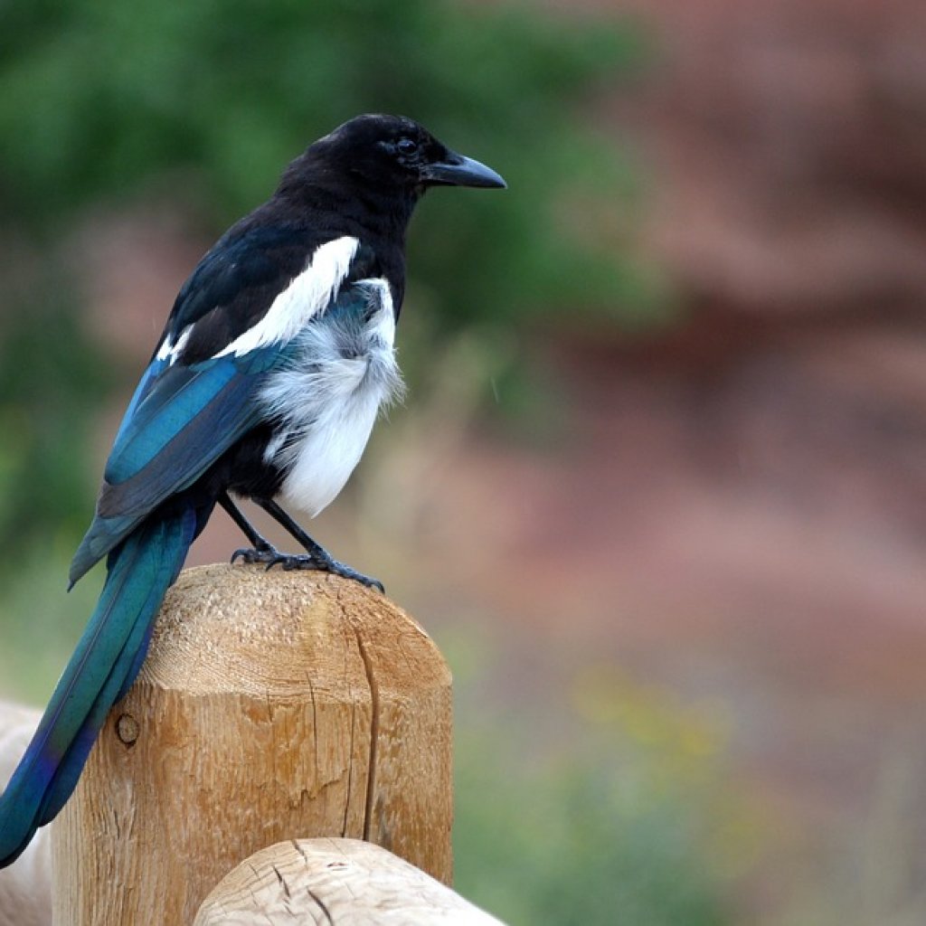 Magpie