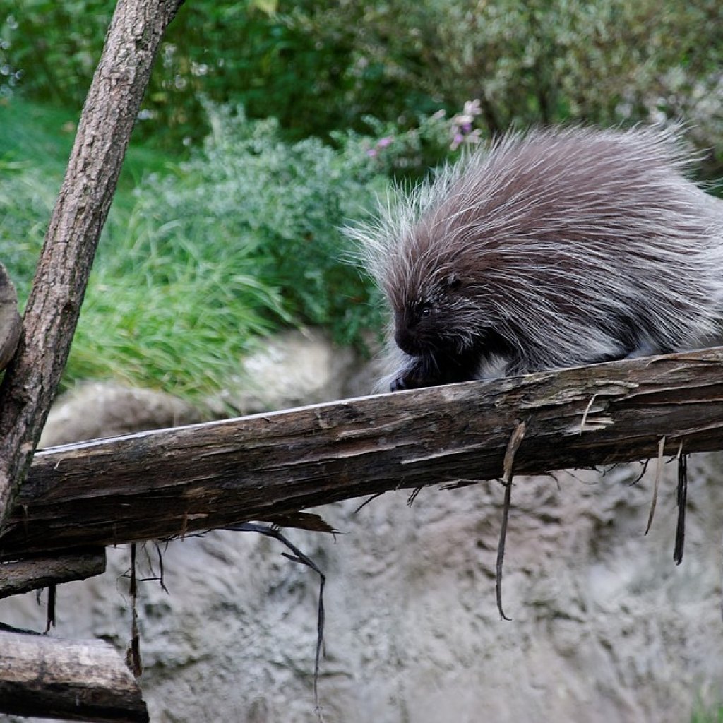 Porcupine