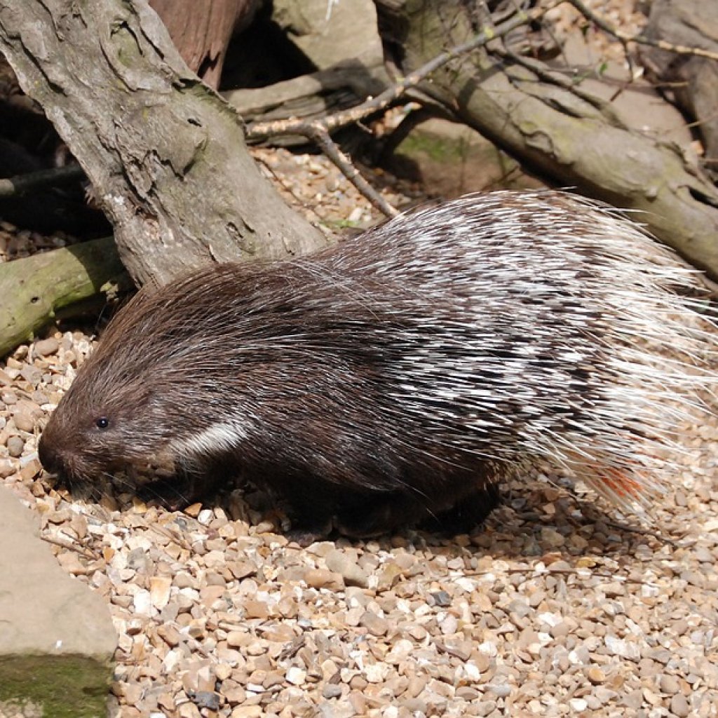 Porcupine-Den