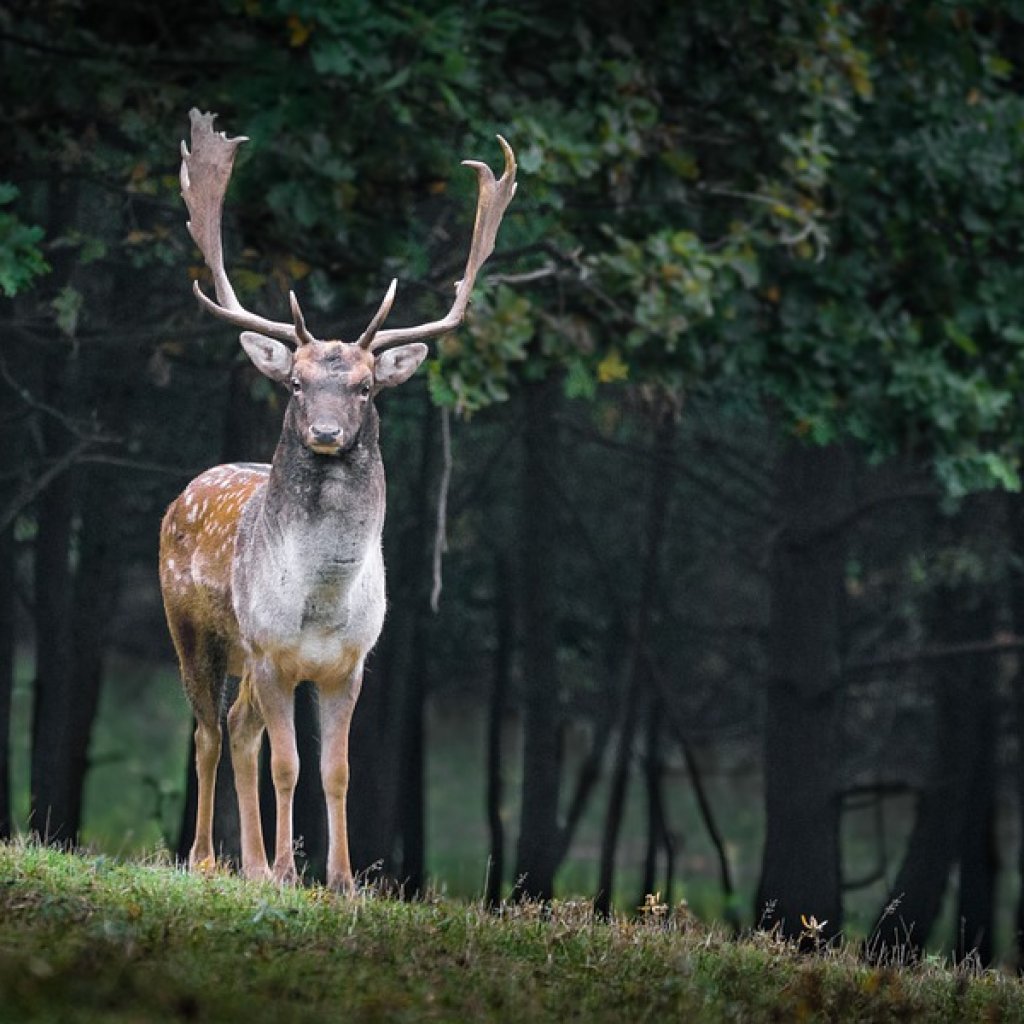 Stag